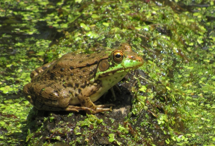 Green Frog